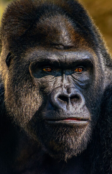 Kong: Skull Island