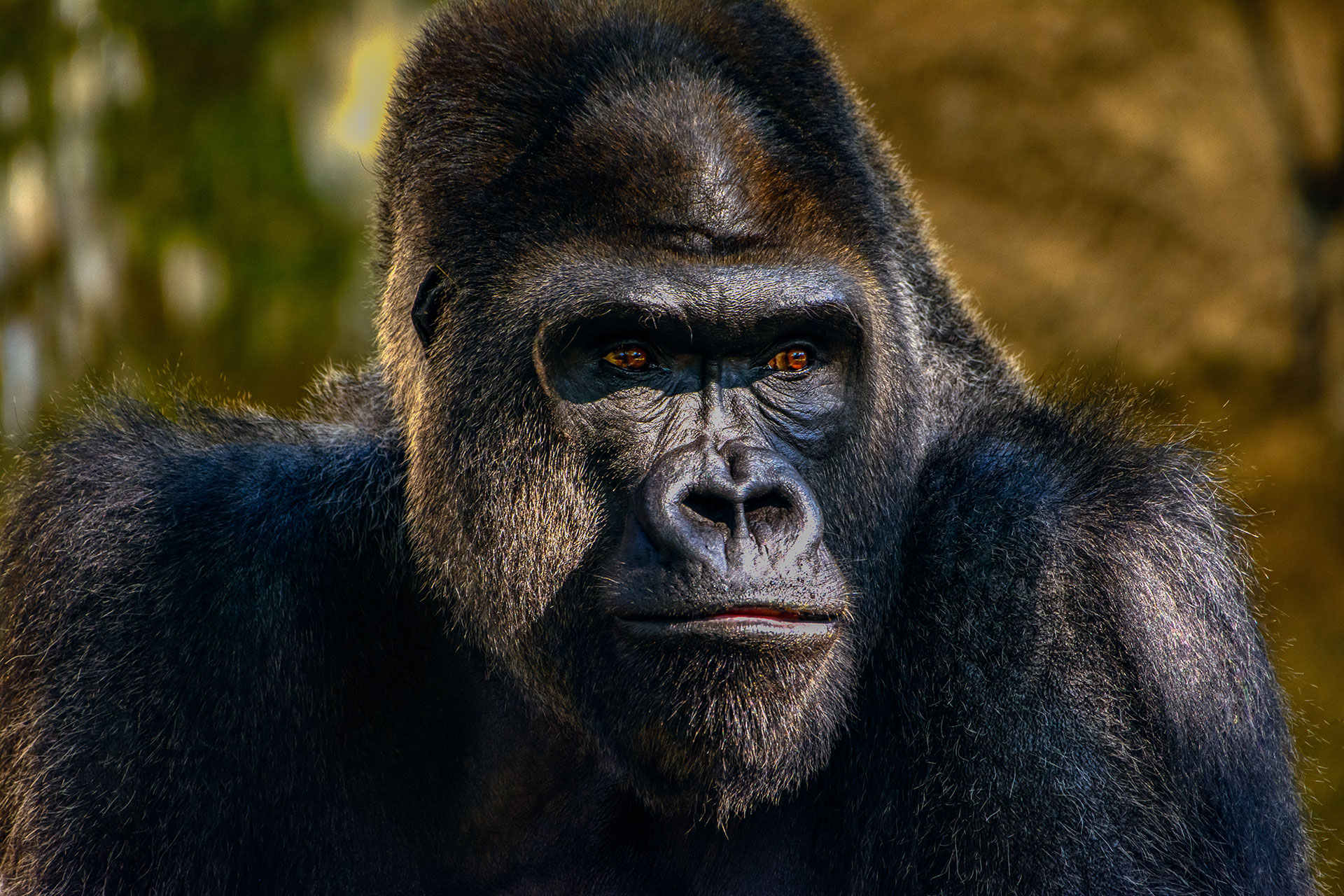 Kong: Skull Island